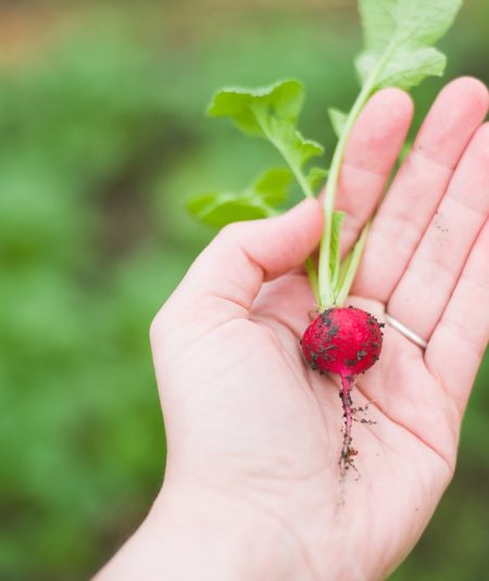 agriculture, radish, food-1870017.jpg